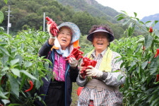  새 재배기술로 키운 고추, 풍년!