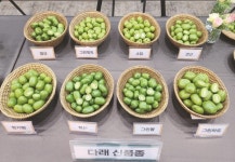 강원도농기원, 강원다래 새벽배송으로 만나보세요