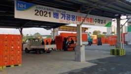 나주배원협, 배 가공용수매ㆍ수확용 과일상자 경매 진행