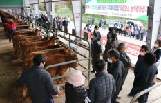 거창축협, 우량 암송아지 15마리 농가분양 실시