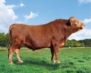 [Issue+] 한우, 암소 개량에서 경쟁력을 찾다