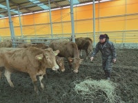 [Issue+] 한우, 암소 개량에서 경쟁력을 찾다