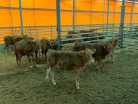 [Issue+] 한우, 암소 개량에서 경쟁력을 찾다