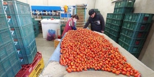 [탐방]화순 능주농협 대추방울토마토 공동선별출하회