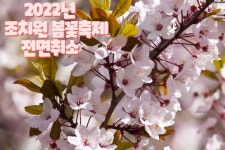 2022 조치원봄꽃축제 전면 취소