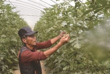 [FOCUS] 획기적인 농업모델 구축 수박 고상재배