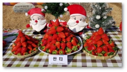 경북 자체개발 싼타 딸기 품종 국내 최초로 해외 로열티 수익 확보