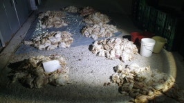 [사진기사] 화물연대, 참프레 군산 사료공장 점거