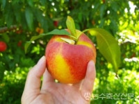 [신젠타 청년농업인 네트워크] MZ농업인과 착한성장 - ② 이국진 경복 육종농원 대표