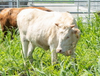 농진청, 흑우·백우·칡소도 우리 한우