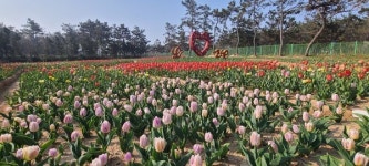 1004섬 신안 임자도, 7일 섬 튤립 축제 팡파르