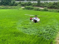 폭염에 벼 돌발병해충 방제 총력, 경북 고령군 2차 무인항공방제 실시