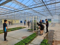 배추 모종판매 농가 호응 커