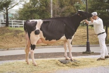 경연목장 젖소, 한국홀스타인 스프링쇼 그랜드 챔피언 수상 영예