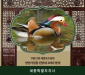 세종시, 구조된 천연기념물 원앙새 3마리 오는 13일 방생