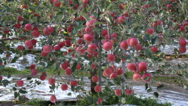 [화제] 정해수 씨 사과 농장