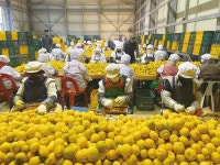 유자가공제품, 맛·품질 인정받아 글로벌시장 안착