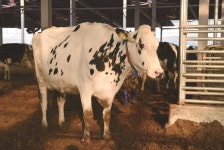 [농수축산신문-한국종축개량협회 공동기획] 가축개량, 기록에서 답을 찾다 ⑦최광현 대흥목장 대표