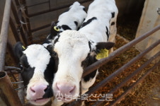 [농수축산신문-한국종축개량협회 공동기획] 가축개량, 기록에서 답을 찾다 ⑦최광현 대흥목장 대표