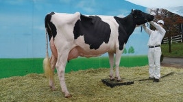 [주목] 농협젖소개량사업소 유래 딸소 우수 유전자원 입증