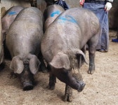 경남 함양 흑돼지, 지리산 감도니로 부활 알리다.