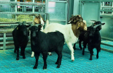 전남농기원, 우량 씨염소 입식 흑염소 산업화 박차