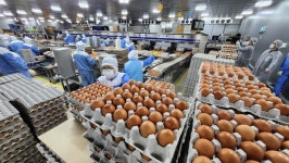 지능형 산란농장, 축산업의 혁신 이끌다