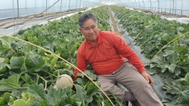 케이쓰리 멜론 가락시장 전국 최고가 낙찰