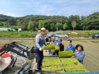 울산 온양농협 임직원, 벼농사 농가에서 농촌일손돕기 펼쳐