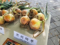 아시아종묘, 중만생종 양파 품종평가회...쯔리마루·인터쿨러 '호평'