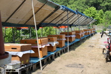 [AFL Interview] 지연수 허니야농장 대표