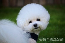 논산시, 반려견 등록비 전액 지원