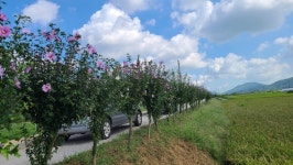 홍성 갈산면, 메밀꽃과 무궁화꽃의 향연 갈산 동산마을 꽃축제 성료