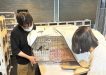 대웅펫, 유기묘 보호소 사단법인 야옹아안녕 봉사활동 진행