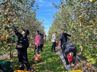 충남도 스마트농업과, 예산 사과농장서 수확철 일손돕기 나서