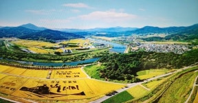 석곡농협, 백세미 계약재배 농가 대상 수확지원과 품질관리 활동 실시