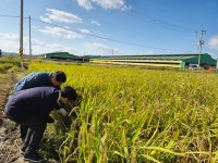 올해 조사료 공급량 3.7% 증가 전망…동계작물 작황 양호