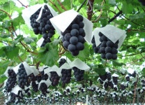 [천안시 브리핑] 수출유망농산물 공동마케팅 지원