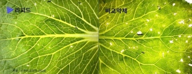 [2025 농약 신제품 뜯어보기] ①신젠타코리아 라피드