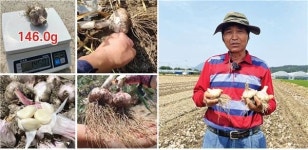 [친환경농자재 선도업체] 한마음생명산업, 신제품 '마양구' 출시