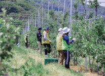 농협곡성군지부, 여성조직과 함께 농촌일손돕기 펼쳐
