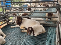 [농수축산신문-한국종축개량협회 공동기획] 미래 축산의 열쇠, 유전자에서 찾다 ⑤이병관 왕춘농장 대표