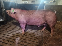 다비육종, 두록 종모돈 12마리 선발 쾌거