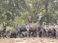[Issue+] 생산성 높이기 위한 염소 사양관리 무엇이 중요한가