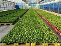 북창원농협, 김장배추 모종 무상 공급