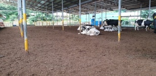 낙농체험목장, 치유목장으로 기능확대를