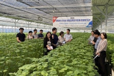 충남도농기원, 잎들깨 수경재배 새 급액기술 개발…농가 소득 증대 기대