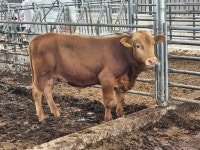 제주축협, 가축시장 경매 사상 최고가 낙찰