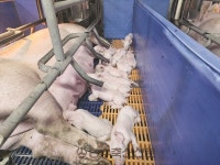 [기획] 농협경제지주 종돈개량사업소 가치와 역할 (上) 한국형 종돈 개량 추진