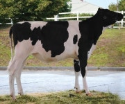 농협 젖소개량사업소 후대딸소, 주니어 챔피언 수상